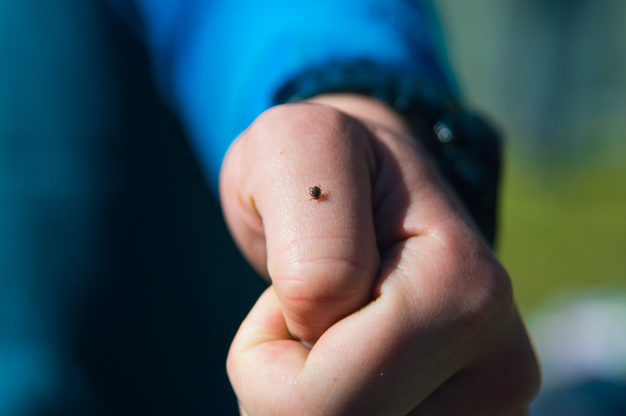 Protect Yourself From Tick Bites, HSE Urges